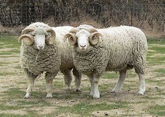 hornedDorsetSheep